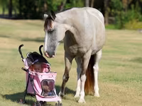 فرس, Skyros Pony — الصورة 5