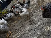 Chickens — 3-сурет