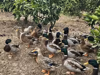 Ducks — foto 1
