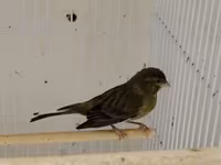 Daimi qus isi ile mesqul olanlar biler bu qiymete erkek bulbul esla — foto 1