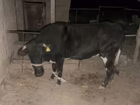 Kuh, Latvian Blue cattle — Foto 1