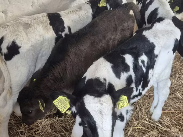 Toro, Raza Holstein