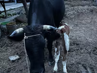 Сиыр, Latvian Blue cattle — 4-сурет