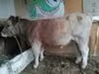Bulle, Simmental cattle — Foto 8