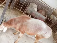 كبش, Arashan sheep — الصورة 4