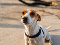 🐶 TƏCİLİ! Safqan Cek Rassel yeni ailəsini axtarır! ❤️ Çox sevdiyimiz — फ़ोटो 2