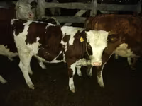 Bulle, Simmental cattle — Foto 1