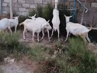 Echki, Saanen goat — 2-rasm