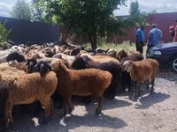 Ram, Sheep — photo 3