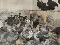 Chickens — Foto 3