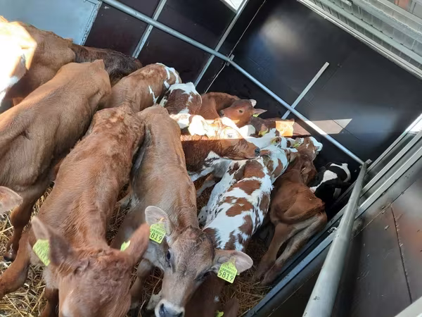 Bulle, Simmental cattle