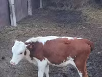 Bulle, Swiss cattle — Foto 5
