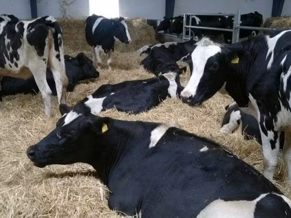 Vaca, Raza Holstein