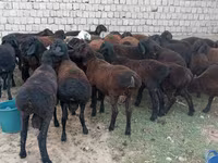 Qoç, Blackheaded Persian sheep — foto 2