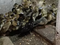 Ducks — фото 1