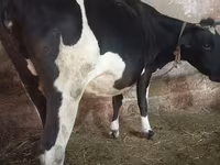 Kuh, Russian Black pied cattle — Foto 2