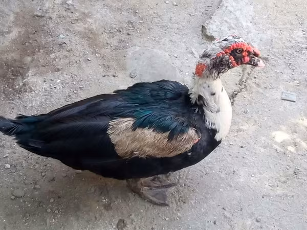 Ducks