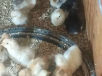 Adler Silver — Foto 2
