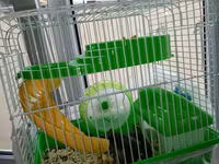 Cücə hamsterlər üçün tam komplekt qəfəs dəsti. Şəkillərdə görünən — фото 1