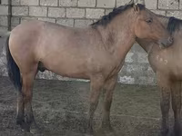Caballo, Mugalzhar horse — foto 5