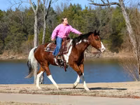 At, National Show Horse — foto 3