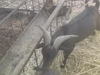 母山羊, Murcia-Granada goats — 照片 2