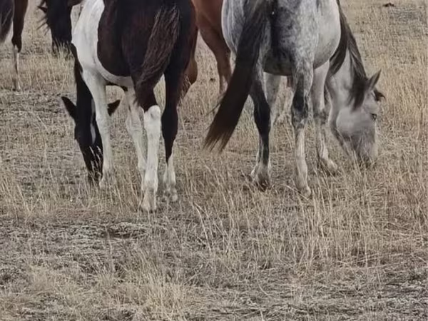 Mare, Horse breed