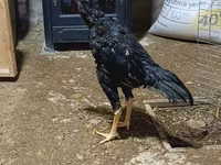 Chickens — 4-rasm
