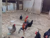 Chickens — Foto 5