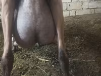 बकरी, Alpine goat — फ़ोटो 1