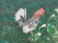 Yapon Bantam — 2-rasm