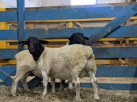 公羊, Sheep — 照片 2
