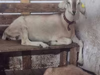 Dişi keçi, Nubian Goat — foto 2