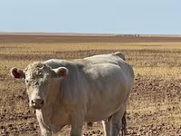 Bulle, Swiss cattle — Foto 6