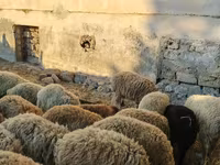 Ram, Sheep — photo 2
