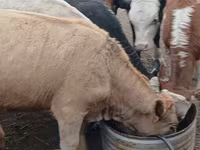 Bulle, Simmental cattle — Foto 5
