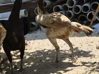 Chickens — фото 5