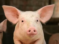 Schweine (Partie, Geschlecht nicht angegeben), Schweine — Foto 2