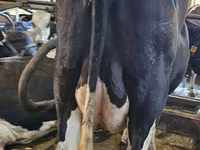 Kuh, Holstein-Rasse — Foto 7