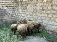 Schafe (Partie, Geschlecht nicht angegeben), Schafe — Foto 5