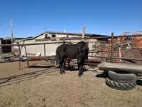घोड़ी, Horse breed — फ़ोटो 3