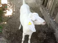 عنزة, Nubian Goat — الصورة 4