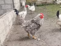 Chickens — 4-сурет