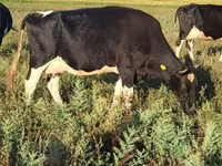 Kuh, Holstein-Rasse — Foto 6