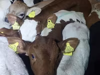 公牛, Simmental cattle — 照片 6
