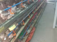 Chickens — 2-сурет