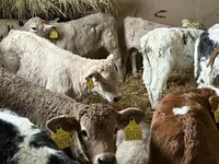 牛只（批次，未指定性别）, Cattle — 照片 1