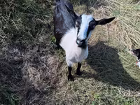 母山羊, LaMancha goats — 照片 4