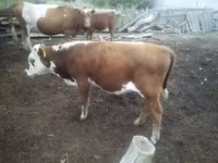 Rinder (Partie, Geschlecht nicht angegeben), Simmental cattle — Foto 1