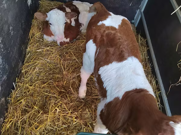 Rinder (Partie, Geschlecht nicht angegeben), Limousin-Kuh